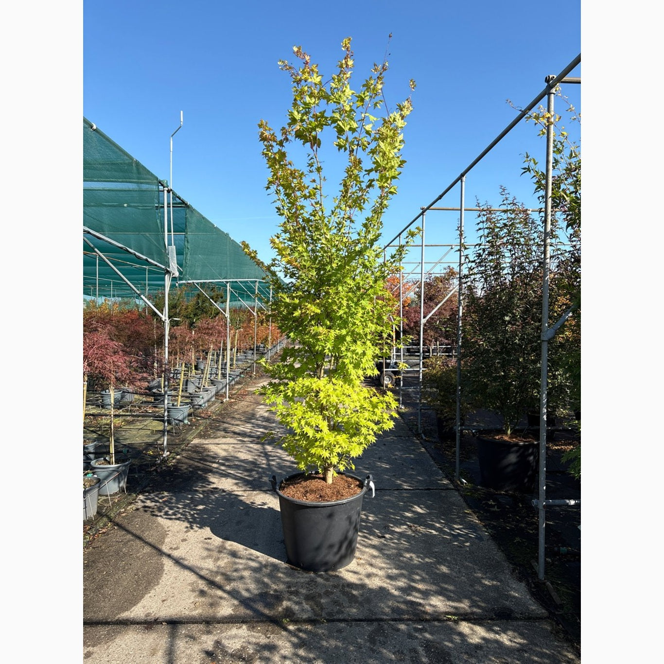 Japansk lönn – Acer pal. 'Summer Gold' - 250-300 CM in Cont.